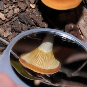 Austropaxillus sp. at Tidbinbilla Nature Reserve - 24 Apr 2024