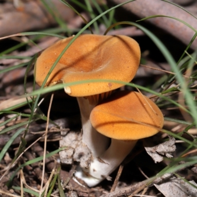 Unidentified Cap on a stem; gills below cap [mushrooms or mushroom-like] at Paddys River, ACT - 24 Apr 2024 by TimL