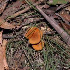 Austropaxillus sp. at Tidbinbilla Nature Reserve - 24 Apr 2024