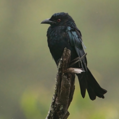 Dicrurus bracteatus (Spangled Drongo) at Brunswick Heads, NSW - 21 Mar 2024 by macmad