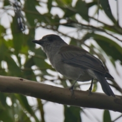 Colluricincla harmonica (Grey Shrikethrush) at Brunswick Heads, NSW - 21 Mar 2024 by macmad