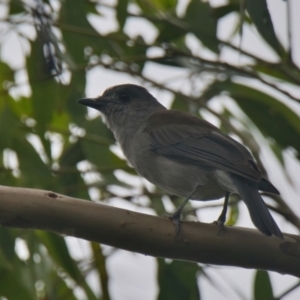 Colluricincla harmonica at Wallum - 21 Mar 2024 02:03 PM