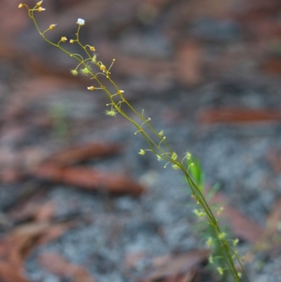 Unidentified Other Wildflower or Herb at Wallum - 21 Mar 2024 by macmad