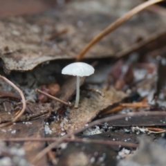 Unidentified Fungus at Wallum - 21 Mar 2024 by macmad