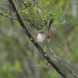 Malurus melanocephalus at Wallum - 21 Mar 2024