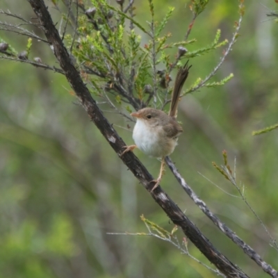 Malurus melanocephalus (Red-backed Fairywren) at Brunswick Heads, NSW - 21 Mar 2024 by macmad