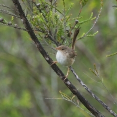 Unidentified Small (Robin, Finch, Thornbill etc) at Brunswick Heads, NSW - 21 Mar 2024 by macmad