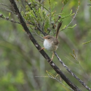 Unidentified Small (Robin, Finch, Thornbill etc) at suppressed by macmad