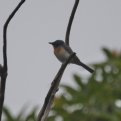 Myiagra rubecula (Leaden Flycatcher) at Brunswick Heads, NSW - 21 Mar 2024 by macmad