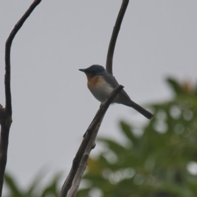 Myiagra rubecula (Leaden Flycatcher) at Wallum - 21 Mar 2024 by macmad