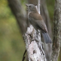 Colluricincla harmonica (Grey Shrikethrush) at Wallum - 22 Mar 2024 by macmad