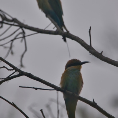 Merops ornatus (Rainbow Bee-eater) at Brunswick Heads, NSW - 21 Mar 2024 by macmad