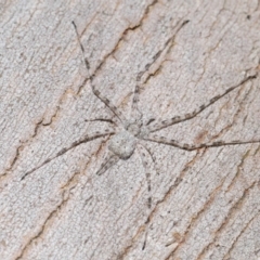 Tamopsis sp. (genus) (Two-tailed spider) at Lawson, ACT - 25 Apr 2024 by TimL