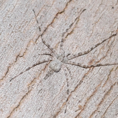 Unidentified Other hunting spider at Lawson, ACT - 25 Apr 2024 by TimL