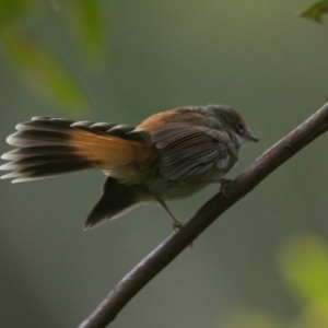 Rhipidura rufifrons at Wallum - 22 Mar 2024 09:01 AM