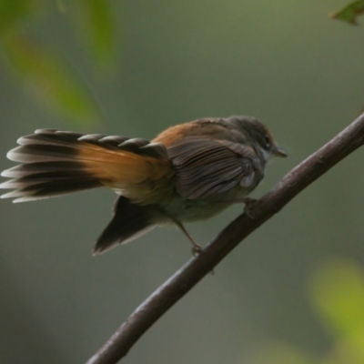 Rhipidura rufifrons (Rufous Fantail) at Wallum - 22 Mar 2024 by macmad