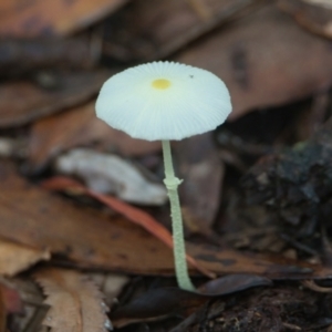 Lepiota s.l. at Brunswick Heads, NSW - 22 Mar 2024 09:16 AM