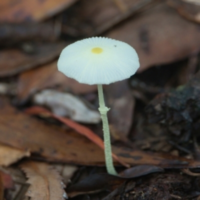 Unidentified Fungus at Brunswick Heads, NSW - 21 Mar 2024 by macmad