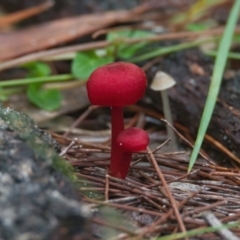 Hygrocybe sp. ‘red’ (A Waxcap) at Brunswick Heads, NSW - 22 Mar 2024 by macmad
