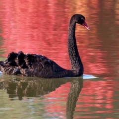 Cygnus atratus (Black Swan) at Wodonga - 25 Apr 2024 by KylieWaldon