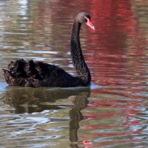 Cygnus atratus at Belvoir Park - 26 Apr 2024