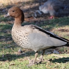 Chenonetta jubata (Australian Wood Duck) at Wodonga - 25 Apr 2024 by KylieWaldon