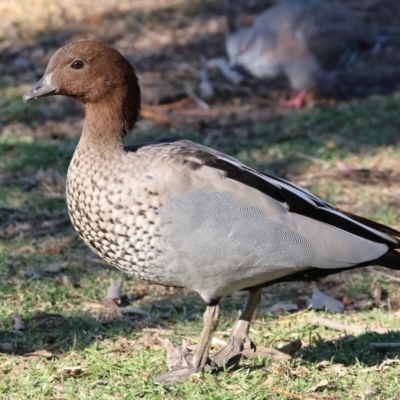 Chenonetta jubata (Australian Wood Duck) at Wodonga, VIC - 25 Apr 2024 by KylieWaldon