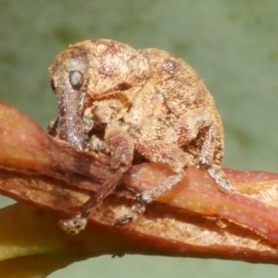 Curculionidae (family) at WendyM's farm at Freshwater Ck. - 14 Dec 2023 by WendyEM