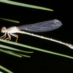 Austroagrion watsoni at WendyM's farm at Freshwater Ck. - 14 Dec 2023 by WendyEM