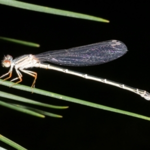 Xanthagrion erythroneurum at WendyM's farm at Freshwater Ck. - 15 Dec 2023 12:29 AM