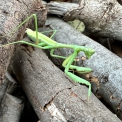 Pseudomantis albofimbriata at Aranda, ACT - 22 Apr 2024 by KMcCue