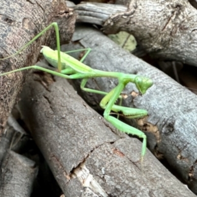 Pseudomantis albofimbriata at Aranda, ACT - 22 Apr 2024 by KMcCue