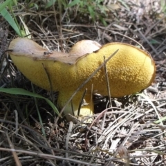 Bolete sp. at Freshwater Creek, VIC - 17 Dec 2023 by WendyEM