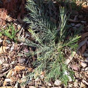 Acacia boormanii at Hackett, ACT - 26 Apr 2024