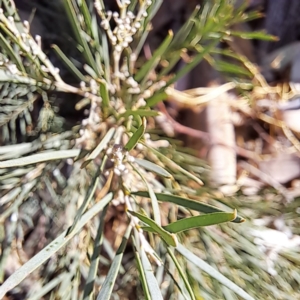 Acacia boormanii at Hackett, ACT - 26 Apr 2024