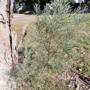 Acacia boormanii at Hackett, ACT - 26 Apr 2024