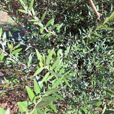 Olea europaea subsp. cuspidata (African Olive) at Watson, ACT - 26 Apr 2024 by abread111