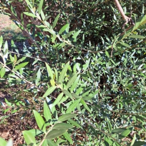 Olea europaea subsp. cuspidata (African Olive) at Watson, ACT by abread111