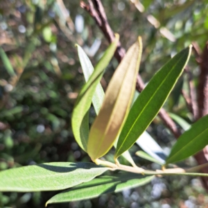 Olea europaea subsp. cuspidata at Watson, ACT - 26 Apr 2024