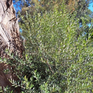 Olea europaea subsp. cuspidata at Watson, ACT - 26 Apr 2024