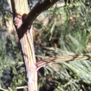 Exocarpos cupressiformis at Hackett, ACT - 26 Apr 2024 03:10 PM