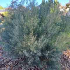 Acacia boormanii at suppressed - 26 Apr 2024 by abread111