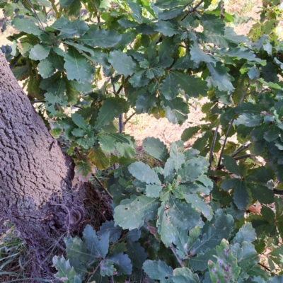 Quercus robur (English Oak) at Hackett, ACT - 26 Apr 2024 by abread111