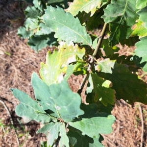 Quercus robur at Hackett, ACT - 26 Apr 2024
