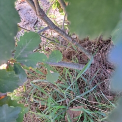 Quercus robur at Hackett, ACT - 26 Apr 2024