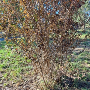 Prunus sp. at Watson, ACT - 26 Apr 2024