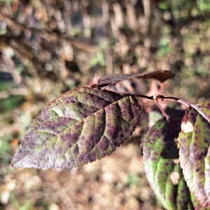 Prunus sp. at Watson, ACT - 26 Apr 2024