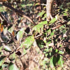 Prunus sp. at Watson, ACT - 26 Apr 2024