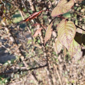 Prunus sp. at Watson, ACT - 26 Apr 2024