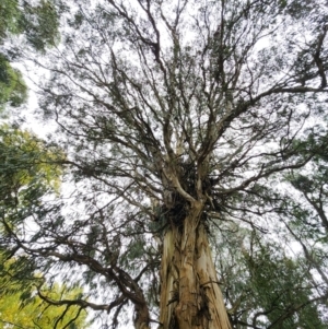 Eucalyptus cypellocarpa at Olinda, VIC - 26 Apr 2024